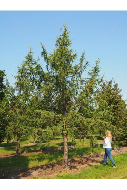 Модрина японська Діана